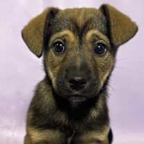 Thumbnail photo of Serena #1