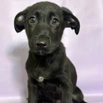 Thumbnail photo of Stallion #1