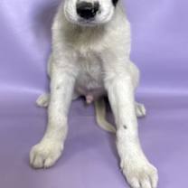 Thumbnail photo of Chip #1