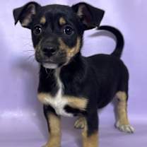 Thumbnail photo of Venus #1