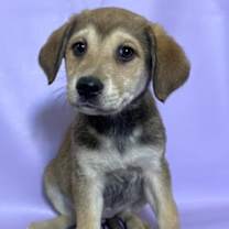 Thumbnail photo of Toffee #2