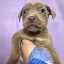 Thumbnail photo of Alice #2