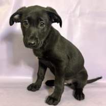 Thumbnail photo of Stallion #2