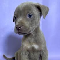 Thumbnail photo of Alice #3