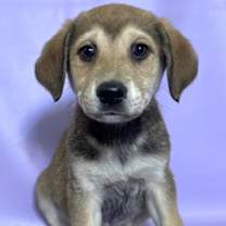 Thumbnail photo of Toffee #3