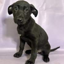 Thumbnail photo of Stallion #3