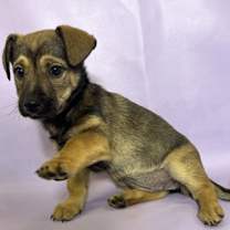 Thumbnail photo of Serena #2