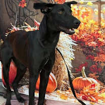 Thumbnail photo of Yippy #3