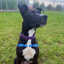 Thumbnail photo of Moose #3