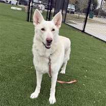 Thumbnail photo of Mickey #1