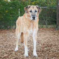 Thumbnail photo of Bentley #2