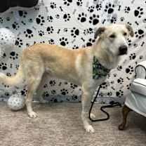 Thumbnail photo of Freddie #2