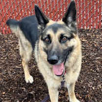 Thumbnail photo of Toby #2