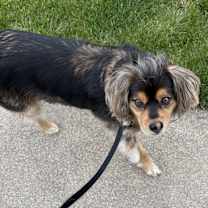 Thumbnail photo of Ziggy #3