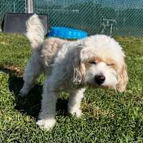 Thumbnail photo of Bentley #1