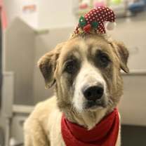 Thumbnail photo of Chichi #1