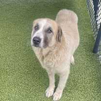 Thumbnail photo of Chichi #2