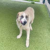 Thumbnail photo of Chichi #4