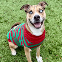 Thumbnail photo of Rosie #1