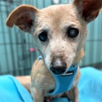 Thumbnail photo of Cello 13547 #1