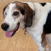 Thumbnail photo of Gazpacho 13614 #2