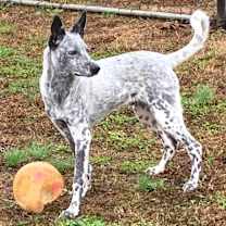 Thumbnail photo of Sammy #1