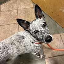 Thumbnail photo of Sammy #2