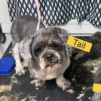 Thumbnail photo of Oreo Pie KV #3