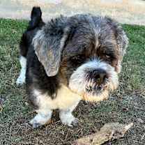 Thumbnail photo of Oreo Pie KV #4