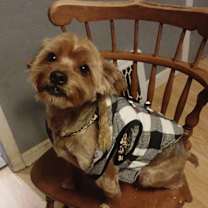 Thumbnail photo of Peso #1