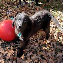 Thumbnail photo of Hedy #1