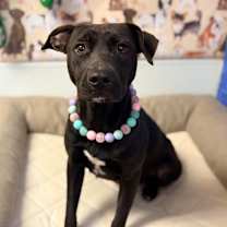 Thumbnail photo of Dolce #1