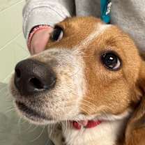 Thumbnail photo of Cashew #2