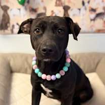 Thumbnail photo of Dolce #2