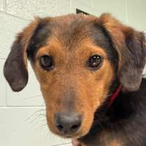 Thumbnail photo of Almond #3