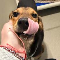 Thumbnail photo of Walnut #3