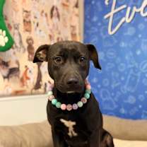 Thumbnail photo of Dolce #3