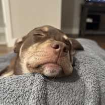 Thumbnail photo of Chloe #2