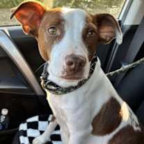 Thumbnail photo of Pinata #1