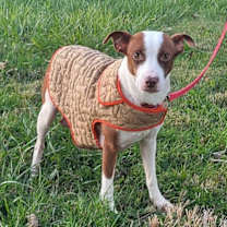 Thumbnail photo of Pinata #2