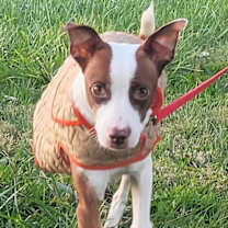 Thumbnail photo of Pinata #3