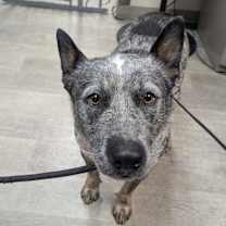 Thumbnail photo of Blue #1