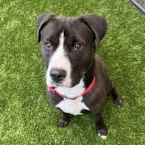 Thumbnail photo of Kobe #2