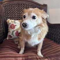 Thumbnail photo of Gracie #1