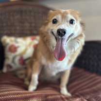 Thumbnail photo of Gracie #2