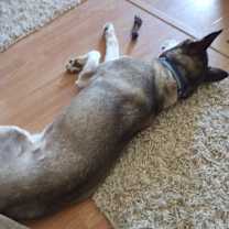 Thumbnail photo of Sonny and Oreo #1