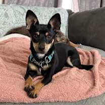 Thumbnail photo of Scooby #1