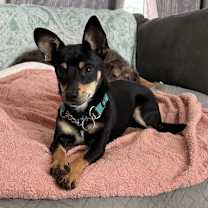 Thumbnail photo of Scooby #2