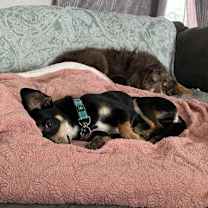 Thumbnail photo of Scooby #3