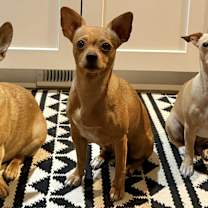 Thumbnail photo of Berry #2